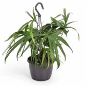 Amydrium zippelianum potted houseplant in nursery pot on white background, product photo 4.