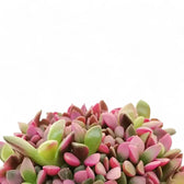 Anacampseros rufescens f. variegata leaf close-up on white background.