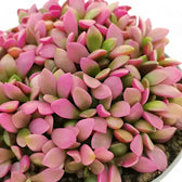 Anacampseros rufescens f. variegata potted houseplant in nursery pot on white background, product photo 3.