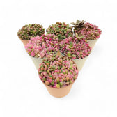 Anacampseros rufescens f. variegata potted houseplant in nursery pot on white background, product photo 4.