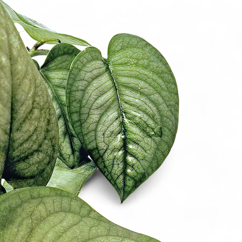 Anadendrum affine leaf close-up on white background.