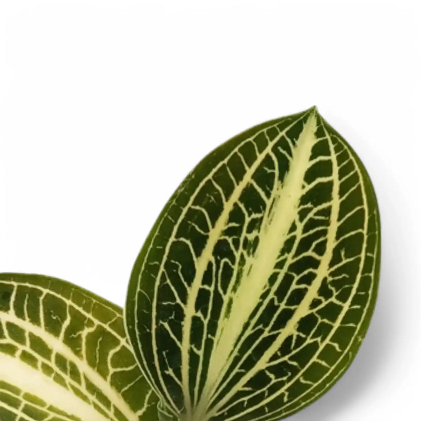 Anoectochilus albolineatus 'White Center' leaf close-up on white background.