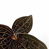 Anoectochilus brevilabris – Blattdetail vor weißem Hintergrund..