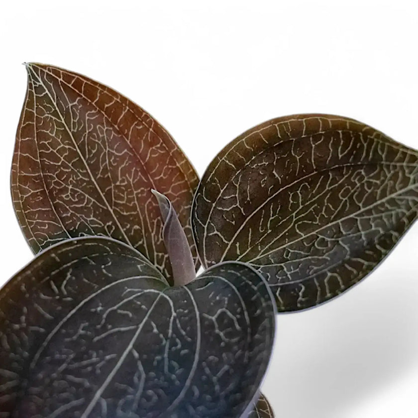 Anoectochilus burmannicus leaf close-up on white background.