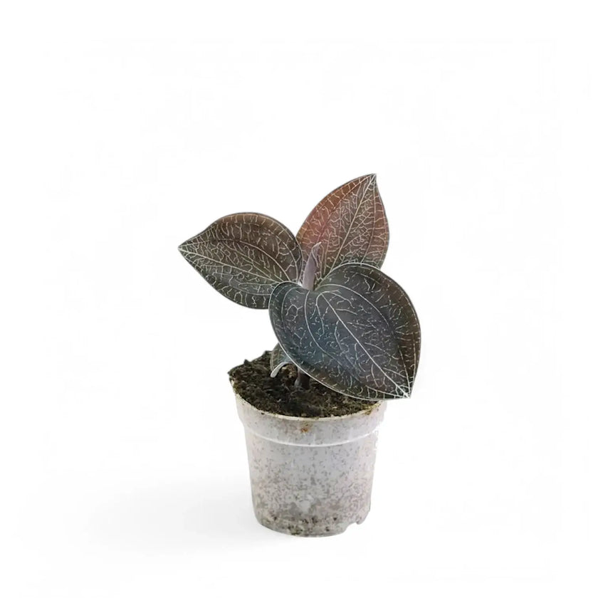 Anoectochilus burmannicus potted houseplant in nursery pot on white background, product photo 2.