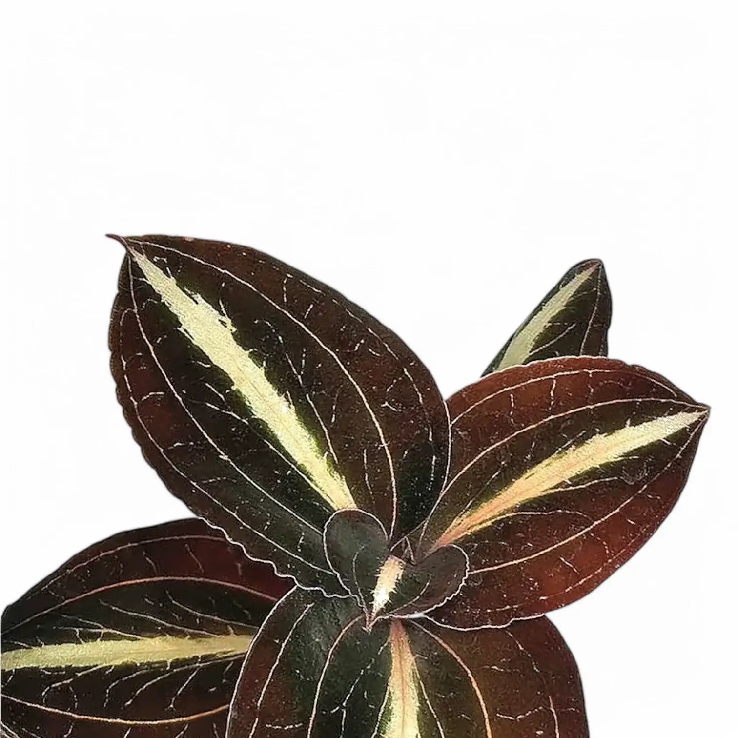 Anoectochilus lylei leaf close-up on white background.