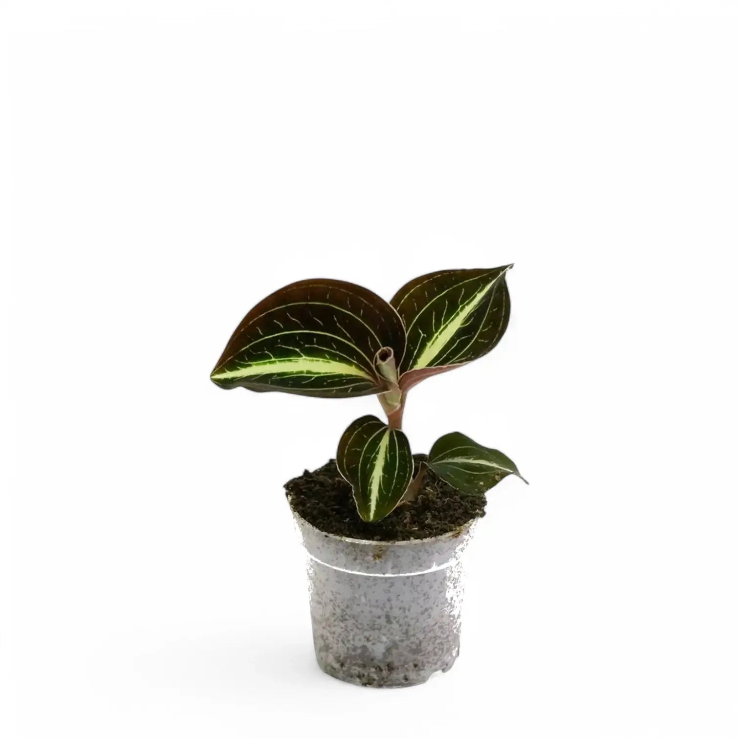 Anoectochilus lylei potted houseplant in nursery pot on white background, product photo 2.