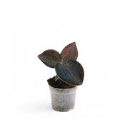 Anoectochilus sikkimensis potted houseplant in nursery pot on white background, product photo 2.