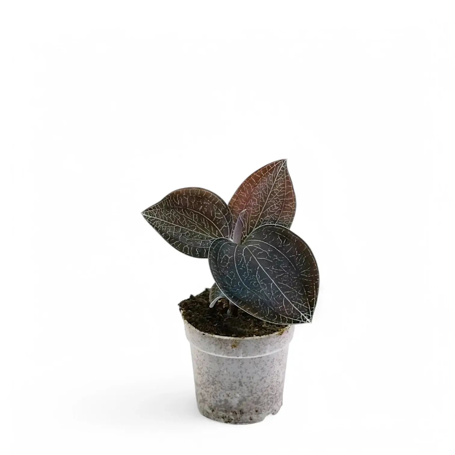 Anoectochilus sikkimensis potted houseplant in nursery pot on white background, product photo 2.