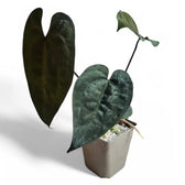 Anthurium 'Ace of Spades' potted houseplant in nursery pot on white background, product photo 3.