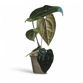 Anthurium 'Ace of Spades' potted houseplant in nursery pot on white background, product photo 4.