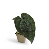 Anthurium 'Ace of Spades' potted houseplant in nursery pot on white background, product photo 6.
