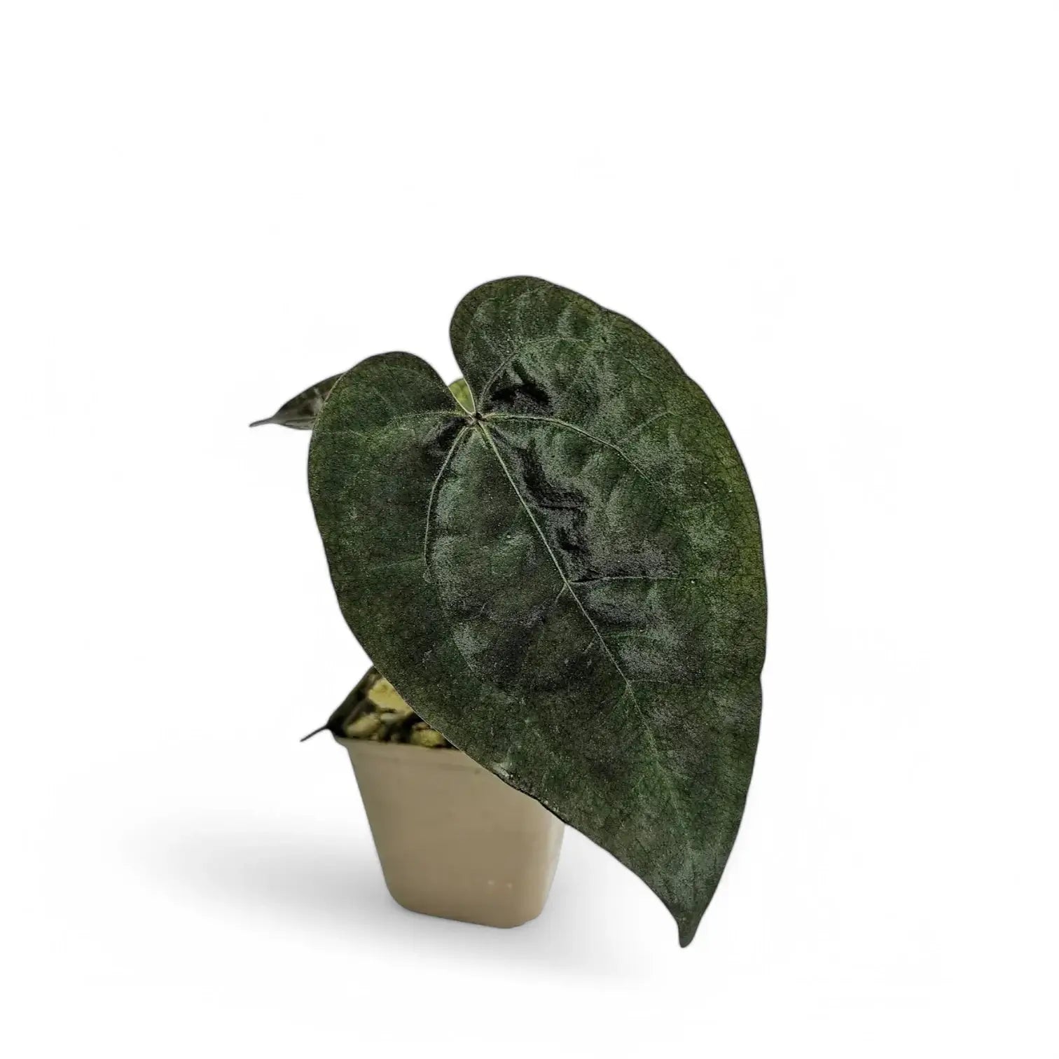 Anthurium 'Ace of Spades' potted houseplant in nursery pot on white background, product photo 6.
