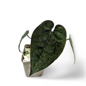 Anthurium 'Ace of Spades' potted houseplant in nursery pot on white background, product photo 7.