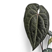 Anthurium 'Ace of Spades' potted houseplant in nursery pot on white background, product photo 8.