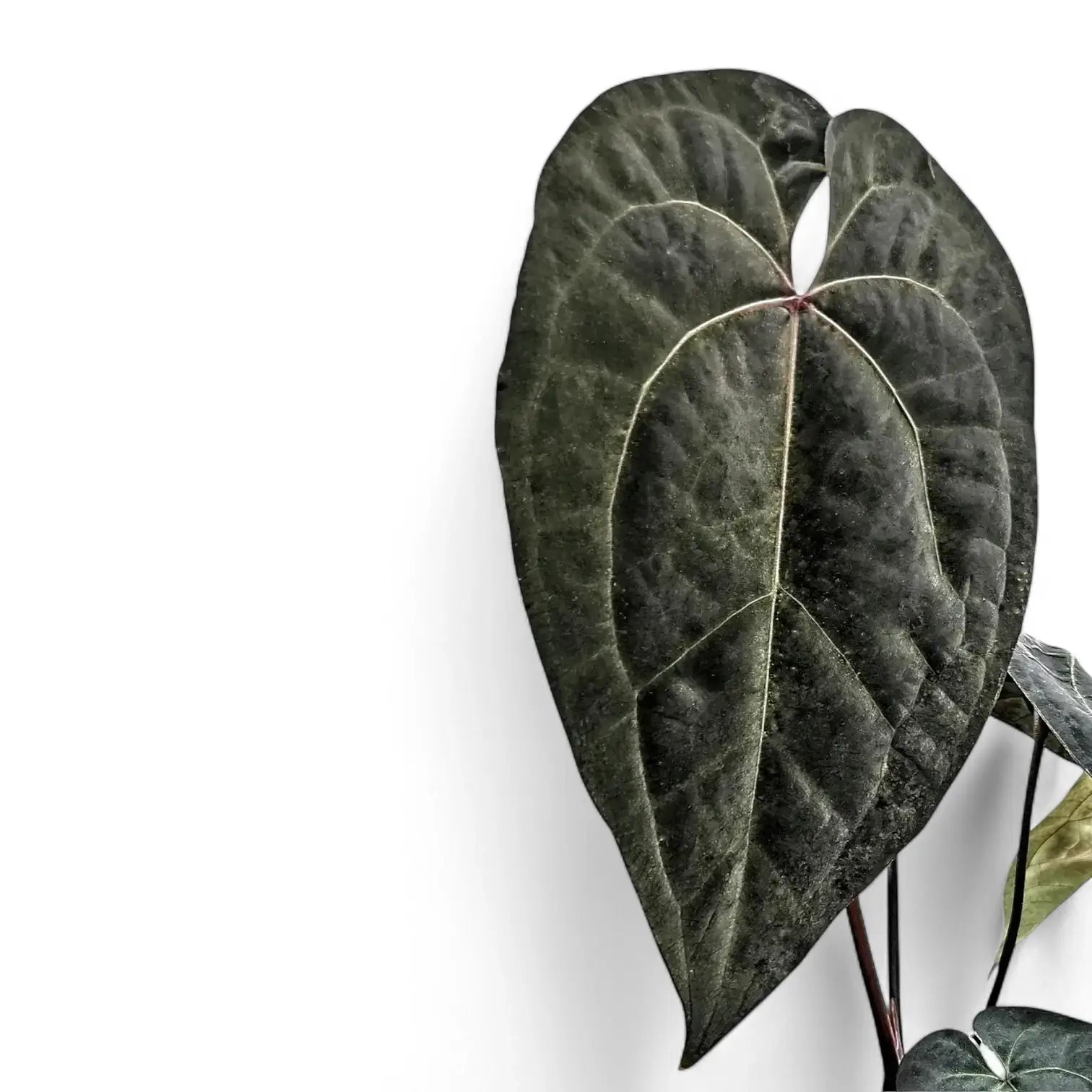 Anthurium 'Ace of Spades' potted houseplant in nursery pot on white background, product photo 8.