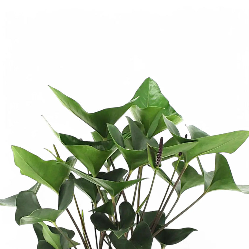 Anthurium 'Arrow' leaf close-up on white background.