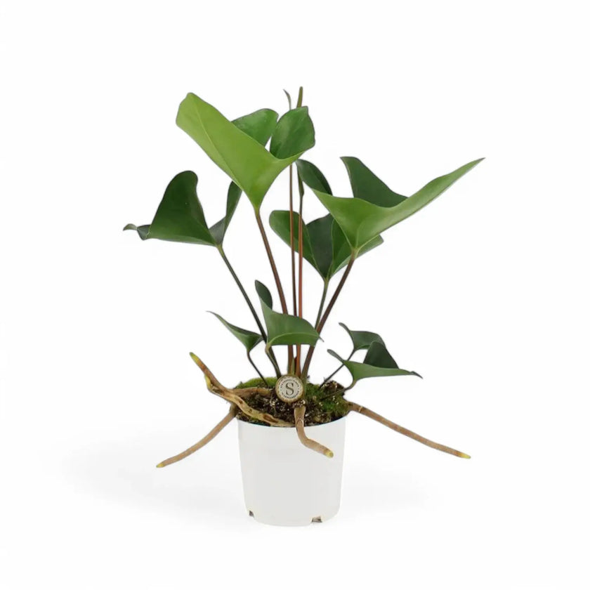 Anthurium 'Arrow' potted houseplant in nursery pot on white background, product photo 2.