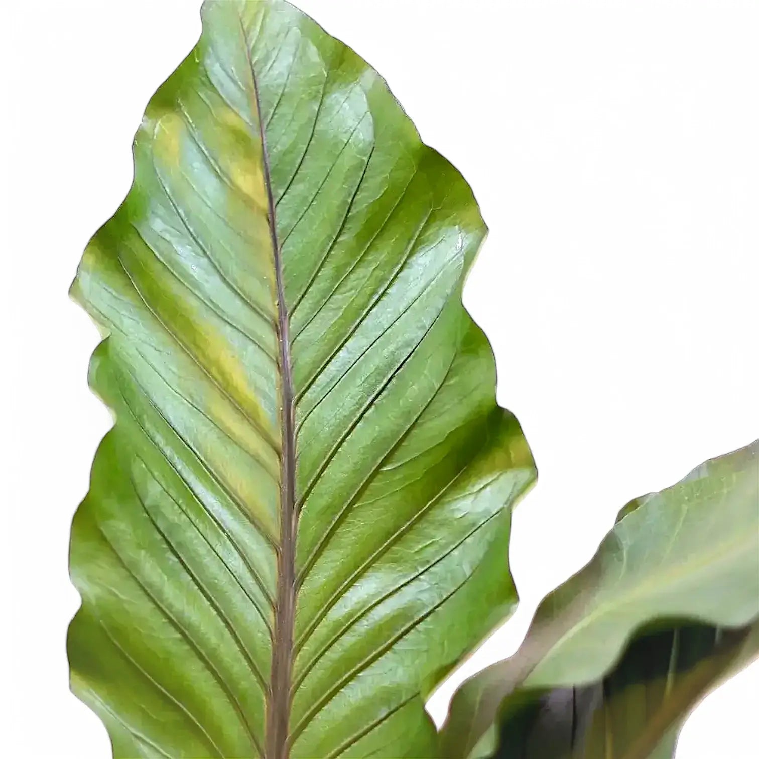 Anthurium 'Big Red Bird' leaf close-up on white background.