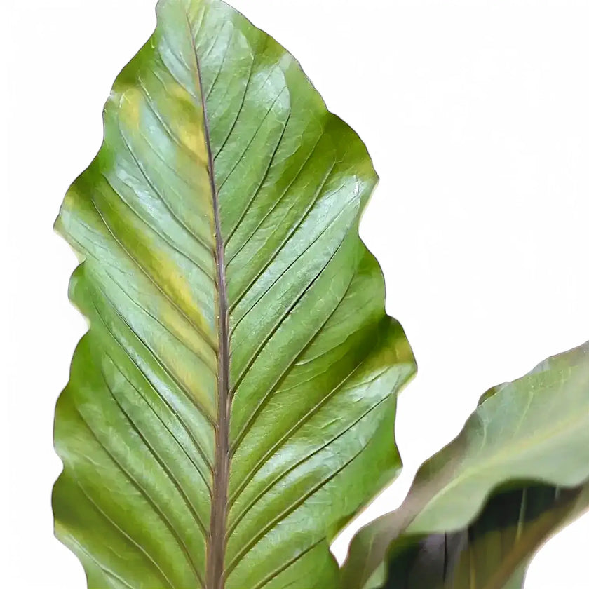 Anthurium 'Big Red Bird' leaf close-up on white background.