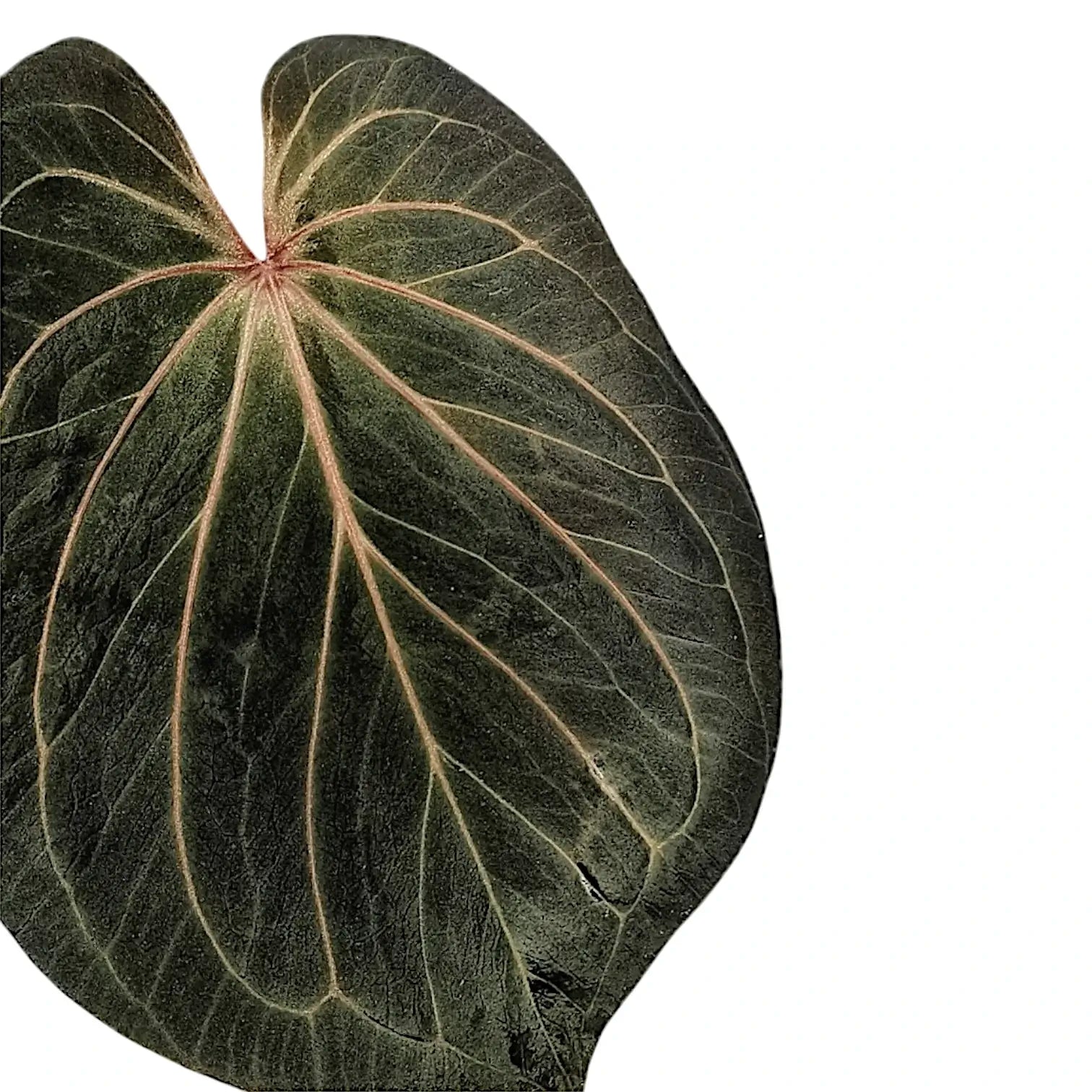 Anthurium 'King of Spades' (Anthurium 'HU') – Blattdetail vor weißem Hintergrund..