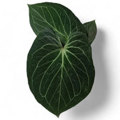 Anthurium 'King of Spades' (Anthurium 'HU') Zimmerpflanze im Anzuchttopf vor weißem Hintergrund, Produktfoto 2.