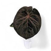Anthurium 'King of Spades' (Anthurium 'HU') Zimmerpflanze im Anzuchttopf vor weißem Hintergrund, Produktfoto 3.
