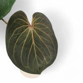 Anthurium 'King of Spades' (Anthurium 'HU') Zimmerpflanze im Anzuchttopf vor weißem Hintergrund, Produktfoto 5.