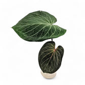 Anthurium 'King of Spades' (Anthurium 'HU') Zimmerpflanze im Anzuchttopf vor weißem Hintergrund, Produktfoto 6.