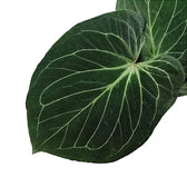 Anthurium 'King of Spades' (Anthurium 'HU') Zimmerpflanze im Anzuchttopf vor weißem Hintergrund, Produktfoto 7.