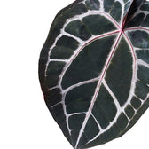 Anthurium' Michelle' ® (DocBlock) – Blattdetail vor weißem Hintergrund..