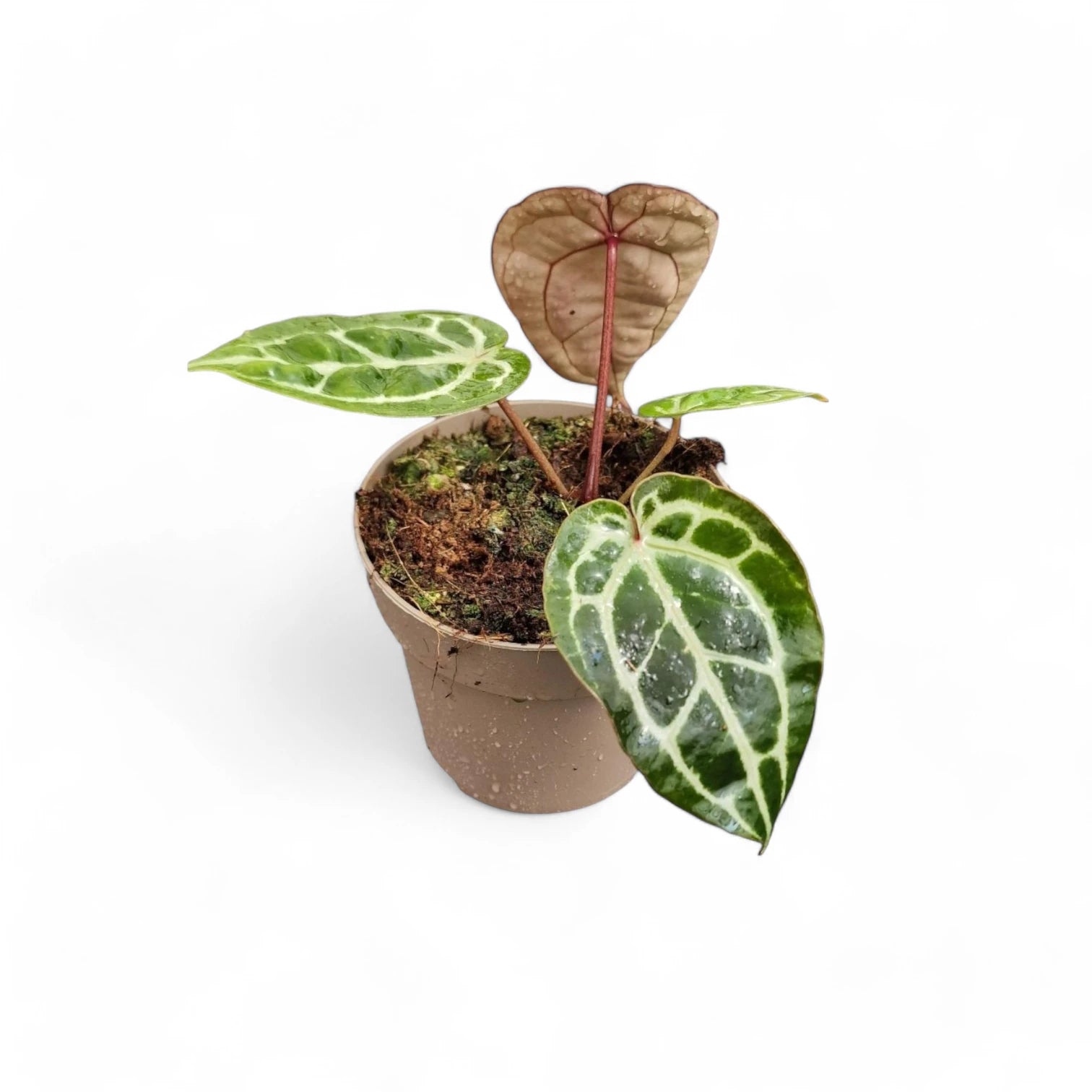 Anthurium' Michelle' ® (DocBlock) Zimmerpflanze im Anzuchttopf vor weißem Hintergrund, Produktfoto 6.