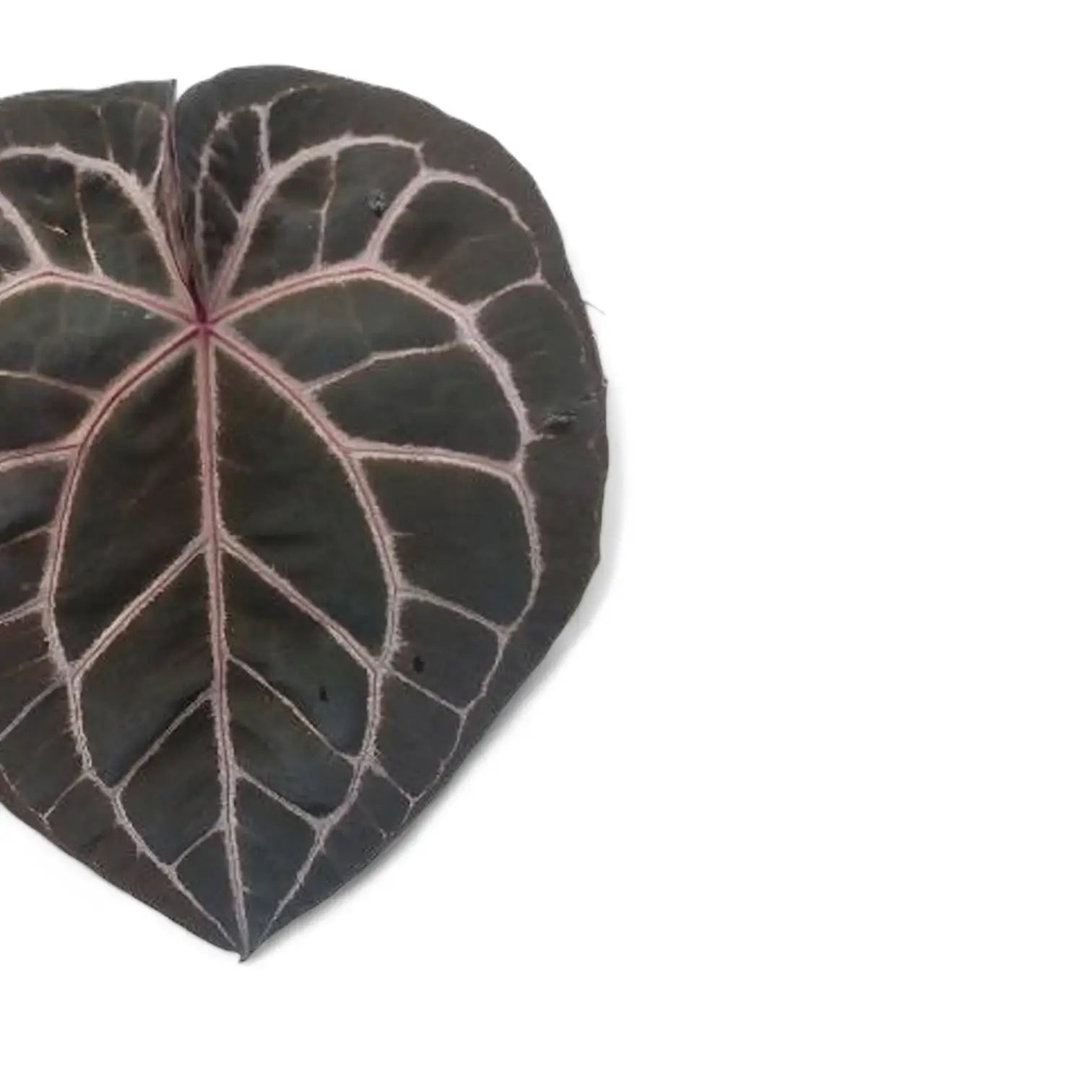 Anthurium' Michelle' ® (DocBlock) Zimmerpflanze im Anzuchttopf vor weißem Hintergrund, Produktfoto 8.