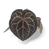 Anthurium' Michelle' ® (DocBlock) Zimmerpflanze im Anzuchttopf vor weißem Hintergrund, Produktfoto 12.