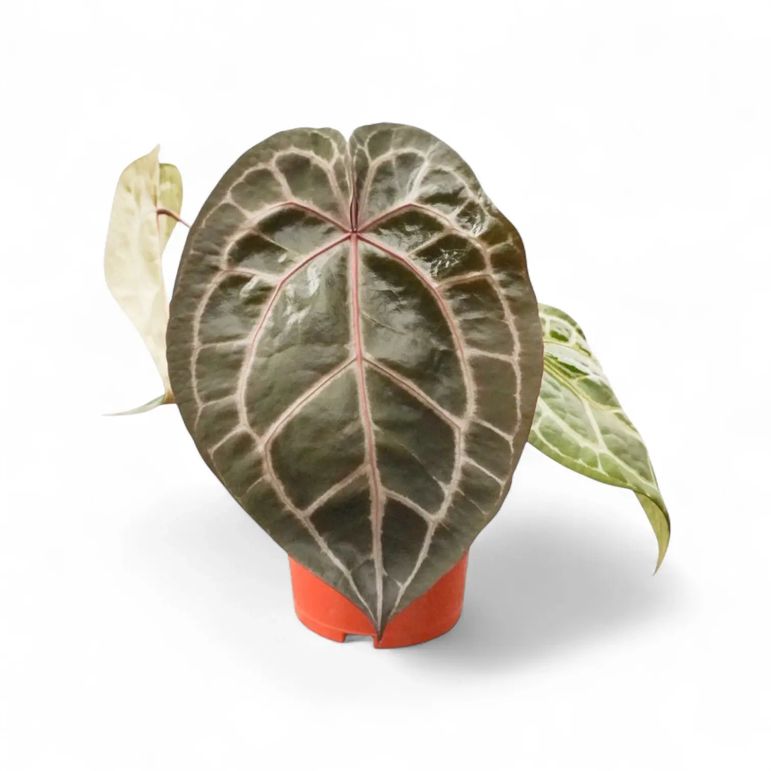 Anthurium' Michelle' ® (DocBlock) Zimmerpflanze im Anzuchttopf vor weißem Hintergrund, Produktfoto 13.