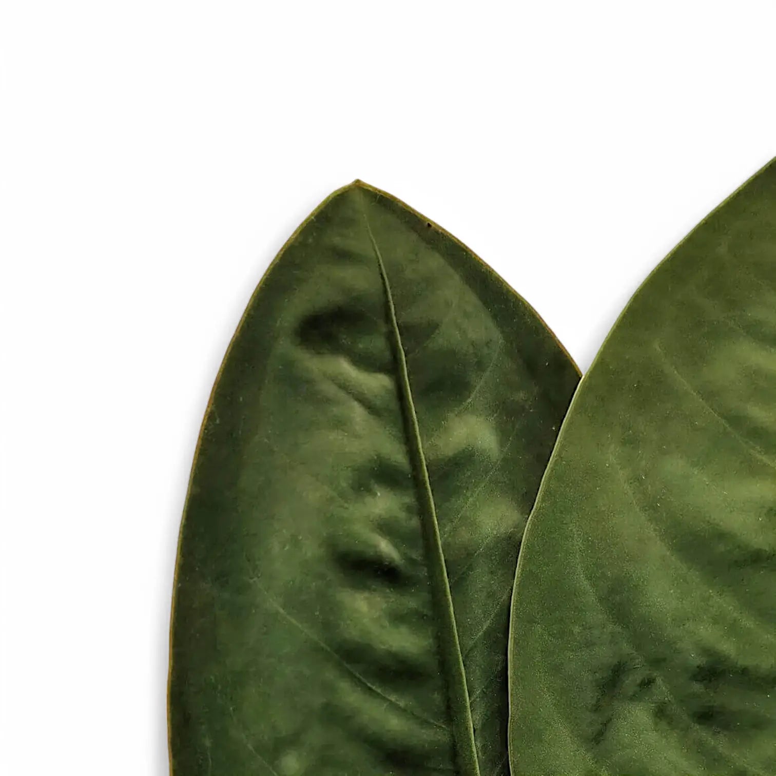 Anthurium 'Neo-superbum' leaf close-up on white background.