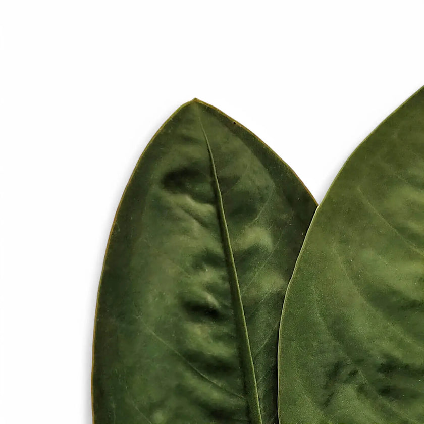 Anthurium 'Neo-superbum' leaf close-up on white background.