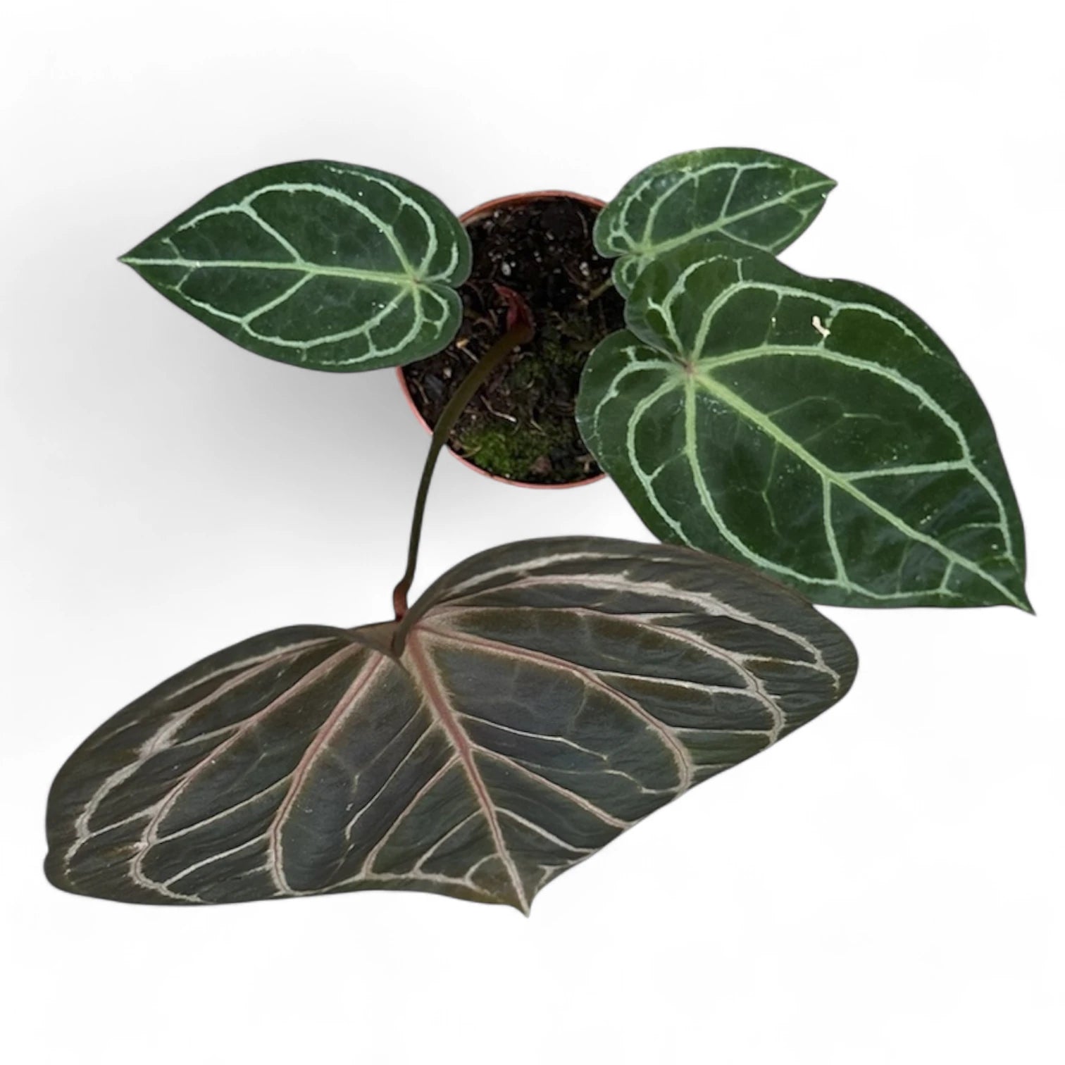 Anthurium 'Red crystallinum' Zimmerpflanze im Anzuchttopf vor weißem Hintergrund, Produktfoto 4.