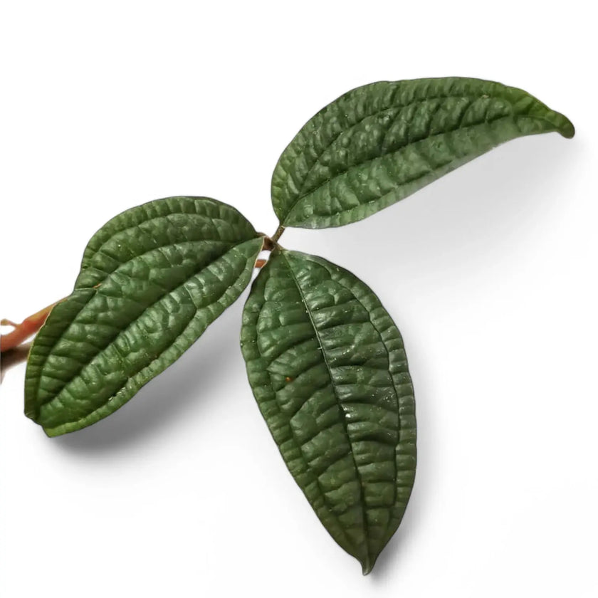 Anthurium arisaemoides leaf close-up on white background.