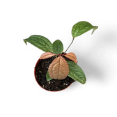 Anthurium arisaemoides Zimmerpflanze im Anzuchttopf vor weißem Hintergrund, Produktfoto 3.