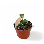 Anthurium arisaemoides Zimmerpflanze im Anzuchttopf vor weißem Hintergrund, Produktfoto 4.