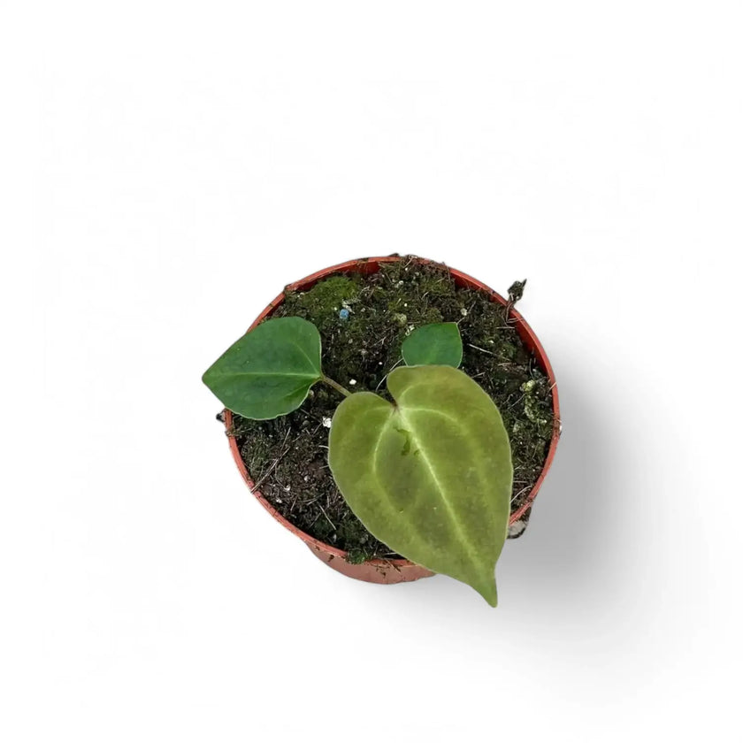 Anthurium besseae aff x forgetii potted houseplant in nursery pot on white background, product photo 2.