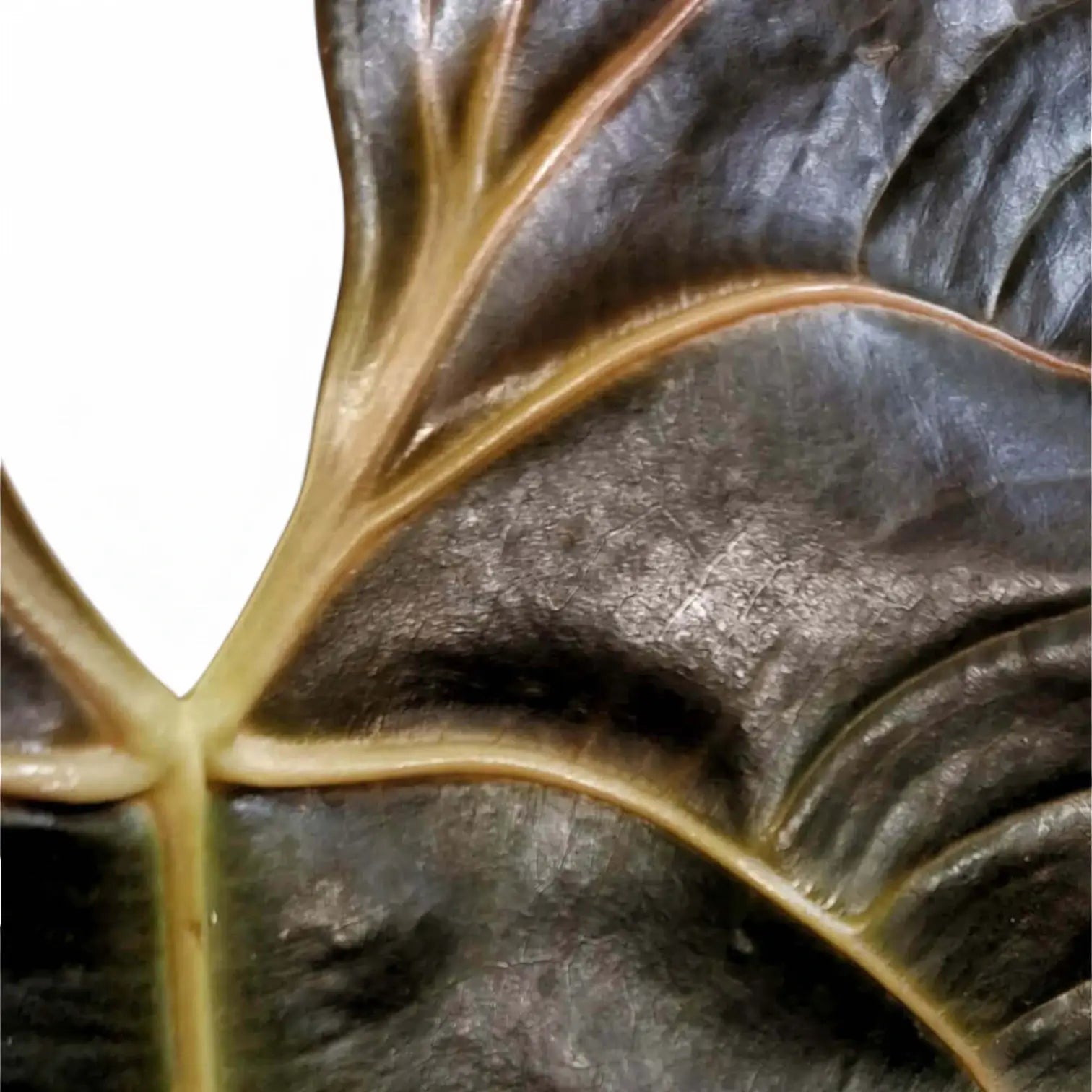 Anthurium chamberlainii – Blattdetail vor weißem Hintergrund..