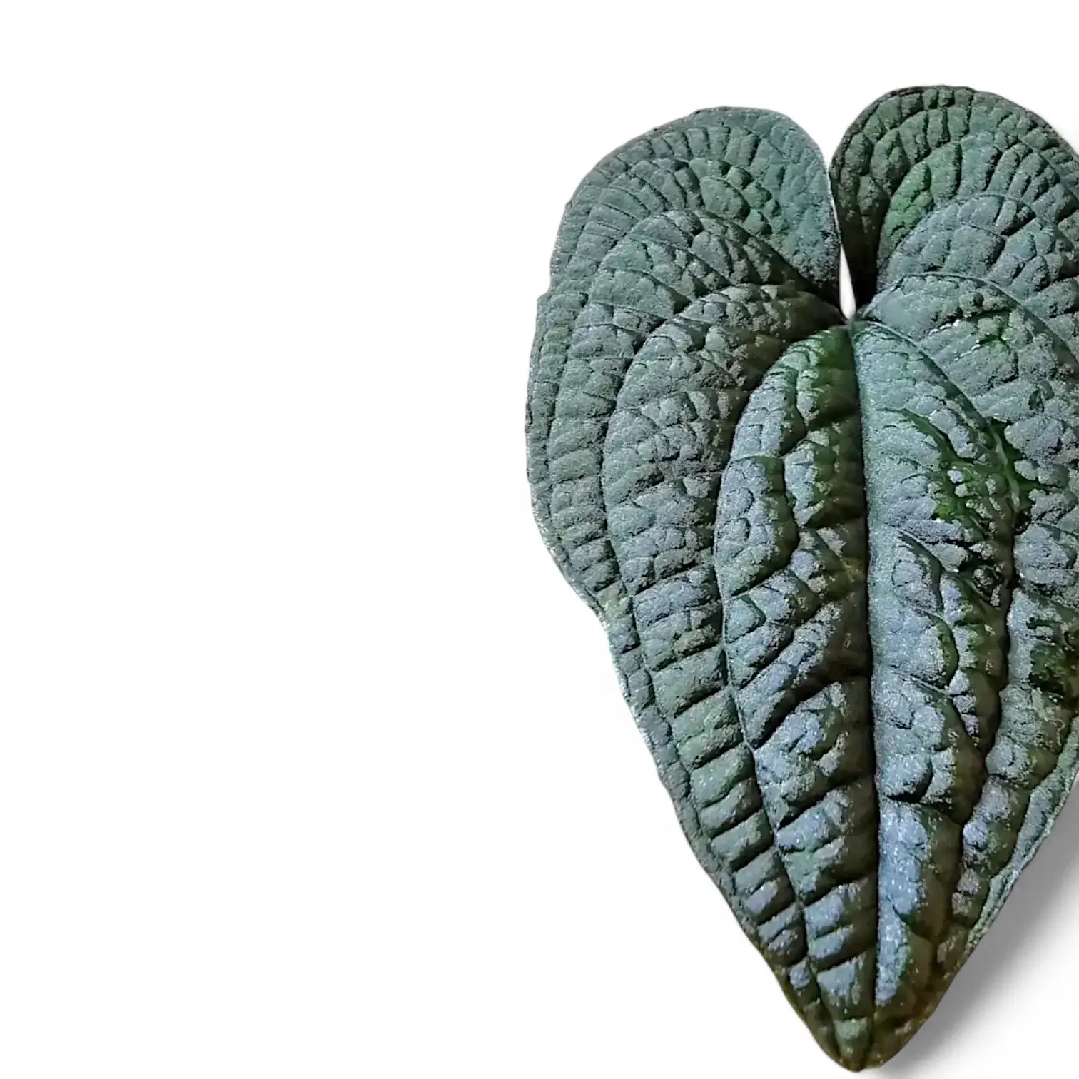 Anthurium clidemioides – Blattdetail vor weißem Hintergrund..