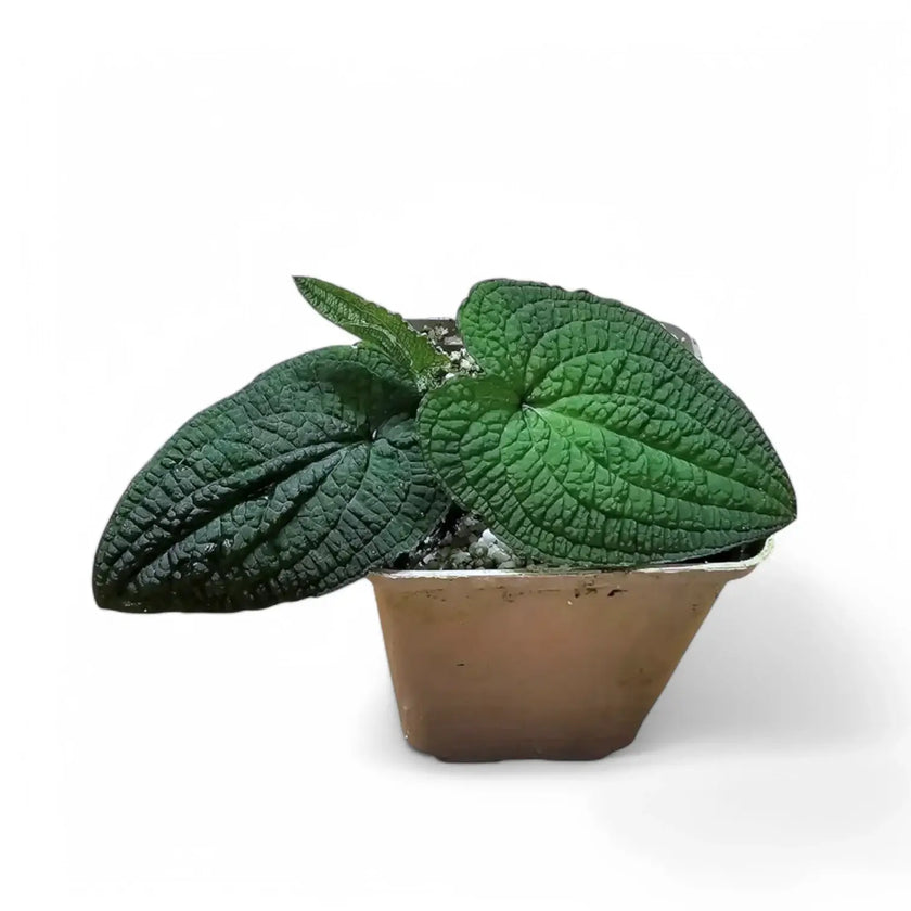 Anthurium clidemioides potted houseplant in nursery pot on white background, product photo 2.