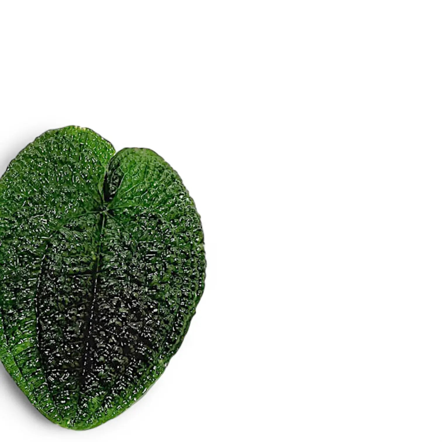 Anthurium clidemioides Zimmerpflanze im Anzuchttopf vor weißem Hintergrund, Produktfoto 4.