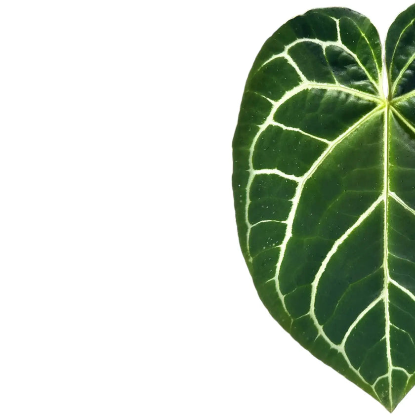Anthurium crystallinum leaf close-up on white background.