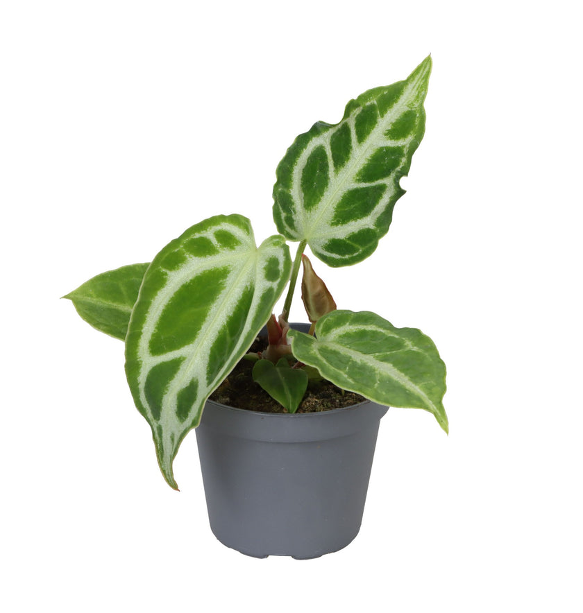 Anthurium crystallinum 'Crystal Hope' potted houseplant in nursery pot on white background, product photo 2.