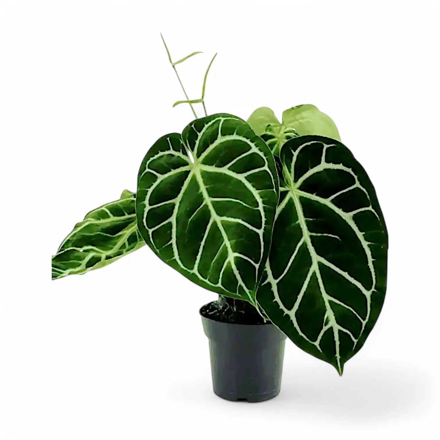 Anthurium crystallinum 'Silver' Zimmerpflanze im Anzuchttopf vor weißem Hintergrund, Produktfoto 4.