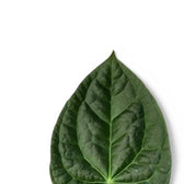 Anthurium crystallinum x luxurians – Blattdetail vor weißem Hintergrund..